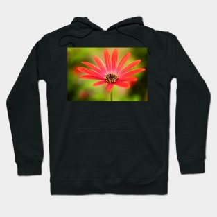 Red Osteospermum Hoodie